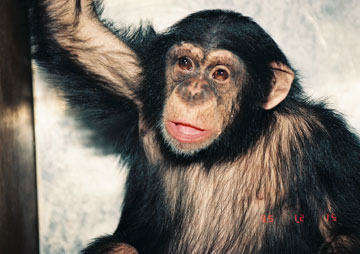 Unlocking the Potential of Down Syndrome Chimpanzees