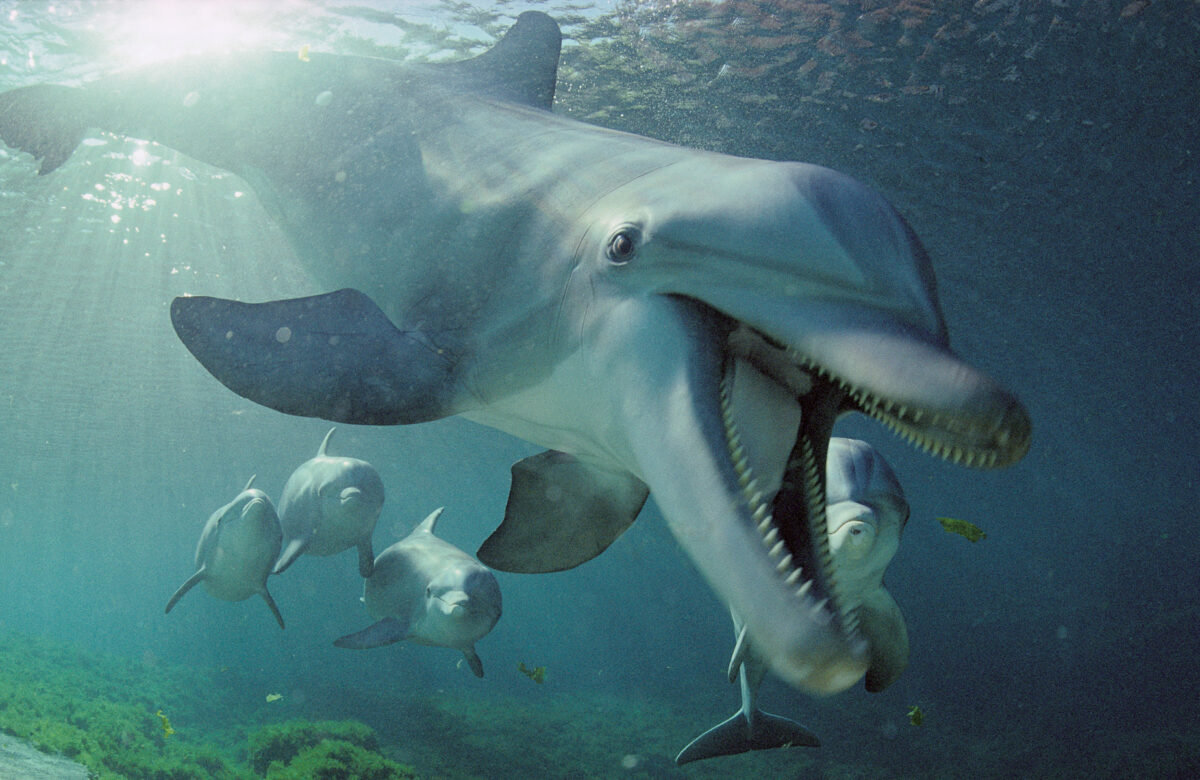 Why Sharks Fear Dolphins
