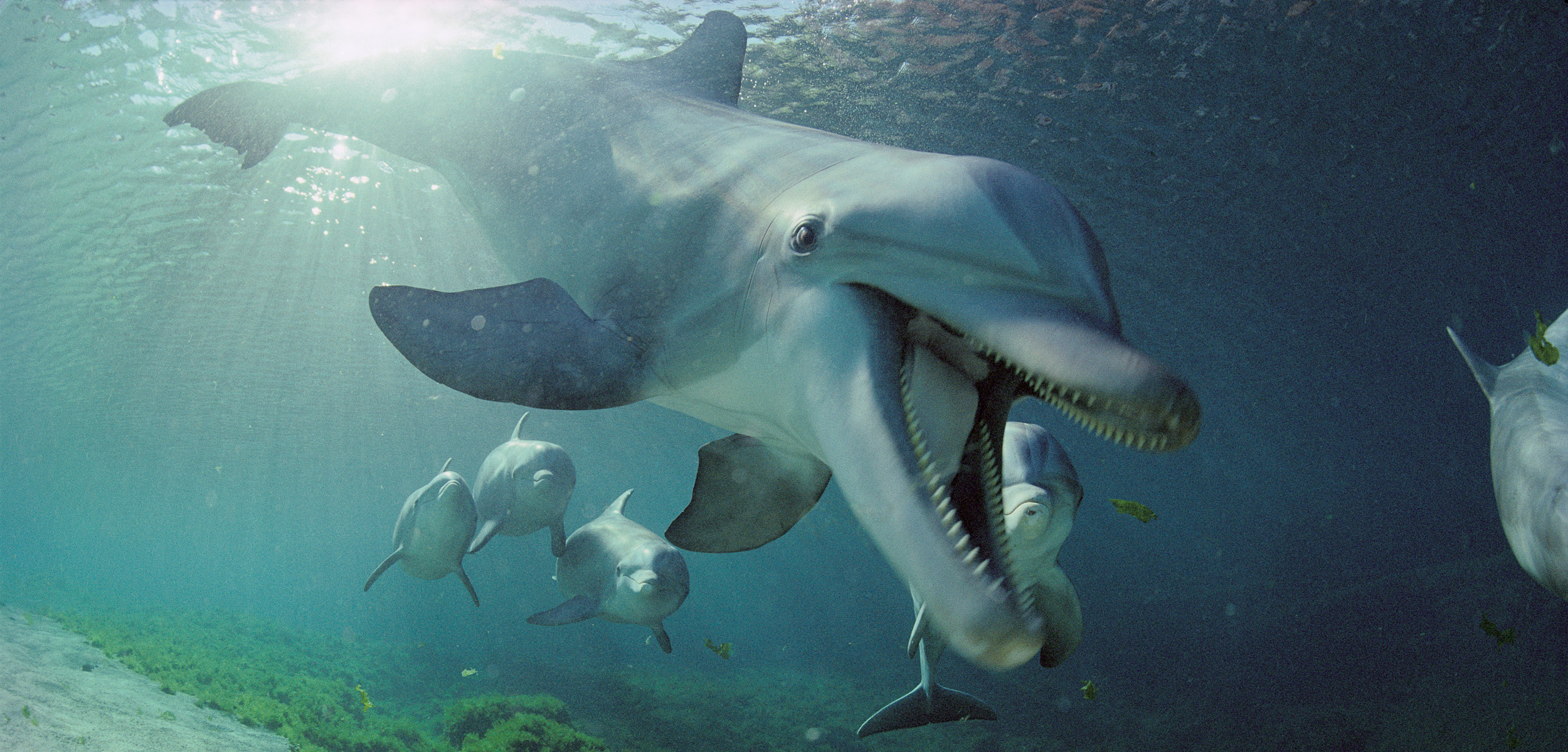 Why Sharks Fear Dolphins